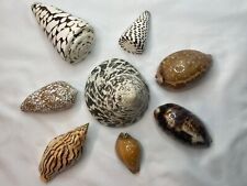 Lot Of 8  Polished Natural Sea Shells (Tricus Niloticus, Cowrie, Cone, et al) picture