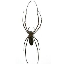 Nephilia maculata orb weaver spider Malaysia unmounted packaged picture