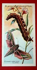 ELEPHANT HAWK MOTH   Vintage 1904 Illustrated Card  SC07MS picture