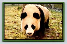 National Zoological Park Wahington DC Panda Animal Bear Vintage UNP Postcard picture
