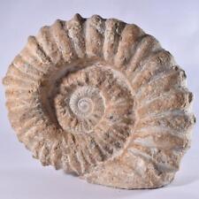A Grade, Large Fossil Natural Acanthoceras Ammonite Cretaceous Morocco 146 MYO picture