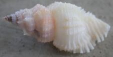 naqueta florifer albino 50mm Caught in 50meters deep Siargao 102 March 2024 picture