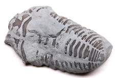 Flexicalymene retrorsa Prone Trilobite Arnheim Formation Ohio Ordovician Fossil picture