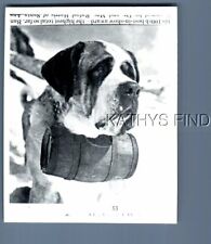 FOUND B&W PHOTO N+1279 DOG POSED IN THE SNOW WEARING BARREL ON NECK picture