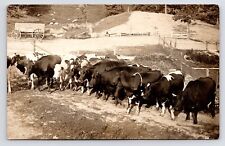 1910s~Dairy Cows on Farm~Barnyard~Stockyard~Sheep Grazing~Photo RPPC Postcard picture