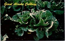 Postcard Giant Alaska Cabbage Alaska [bw] picture