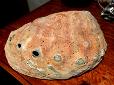Giant Red Abalone-Haliotis Rufescens Shell 8