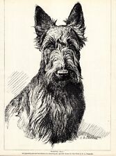 1930s Antique Scottish Terrier Dog Print Wistful Jill Scottie Chapman Art 5286d picture