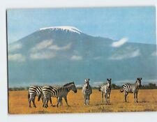 Postcard Zebra Kilimanjaro Tanzania Africa picture