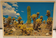Vintage Postcard Desert Cactus, Cholla, Saguaro and Barrel Cacti Tuscon, Arizona picture