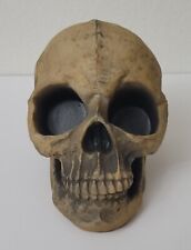 Halloween Skull Hard Resin Antique Look 7 X 6 X 5