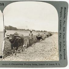 Filipino Farmers Plowing Field Stereoview c1906 Luzon Philippines Carabao B1895 picture