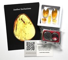 GENUINE Fossil Insect Inclusion in Burmese amber kit - 5 pieces, Loupe, + COA picture