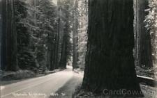 RPPC Redwood Highway,CA California Real Photo Post Card Vintage picture