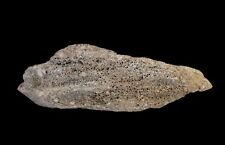 Rare Limestone Fossil - Sea Sponge, Full Petrifaction  picture
