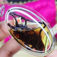 Blessed Cicada Holy Thai amulet Wealth Buddhism Talisman Takrud Love Charm Rare picture