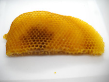 1 Freshly Dried Real USA Honeybee Natural Honeycomb + 12 Free Bees picture