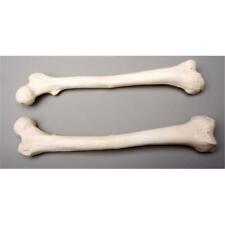 Skeletons and More SM384DR Right Femur Bone picture