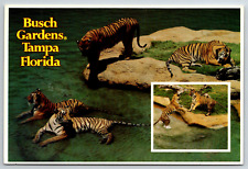 c1980s Busch Gardens Tampa Florida Tigers Claw Island Vintage Postcard picture