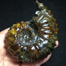 238g  Natural Ammonite Fossil Conch Crystal Specimen Healing 134 picture