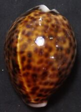 edspal shells - Cypraea tigris  74.5mm F+++ awesome unusual  bubbles spots picture