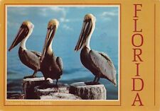 Vintage Postcard 6x4 Sarasota FL Florida Pelicans Tropical Birds Animals K3 picture