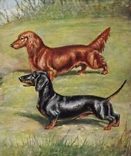 Dachshund - CUSTOM MATTED - Vintage Color Dog Art Print  picture