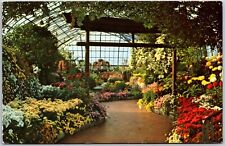 Chrysanthemum Display at Eden Park Conservatory, Cincinnati, Ohio - Postcard picture