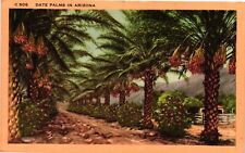 VTG Postcard- C506. DATE PALMS IN ARIZONA. UnPost 1930 picture