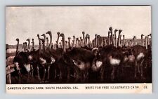 South Pasadena CA-California, Cawston Ostrich Farm, Vintage Postcard picture