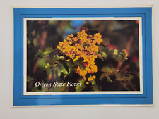 Postcard Oregon State Flower Oregon Grape (Mahonia aquifolium) Unposted picture