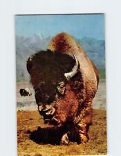 Postcard Buffalo picture