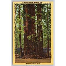 Postcard CA Santa Cruz County Cathedral Group Big Trees Park picture