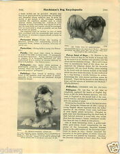 1930 Book Plate Dog Print Pekingese Tien Joss Greystokes Ta Fo Meng Alderbourne picture