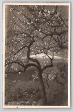 RPPC Sicily Mt Etna And Beautiful Almond Tree Real Photo c1907 Postcard A50 picture