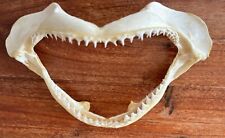 SHARKS JAW - 10” WIDE 6” TALL Real Teeth Type Of Shark Unknown.. picture