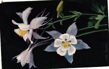 Vintage Postcard- White flowers Early 1900s picture