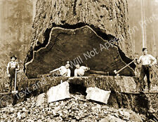 1906 Falling Redwood, California Old Photo 8.5