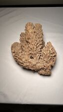 Large Natural Real Coral Decoration picture