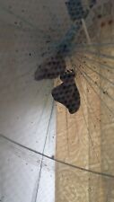 1x Live Polyphemus Moth Pupa/Cocoon picture
