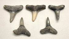 Beautiful group of 5  Lemon Fossil Shark Teeth - Sarasota, FL picture