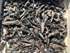 OVER 200 Mississippi Fossil Sharks Teeth Mostly Goblin Shark Eutaw Formation picture