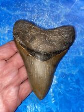 MEGALODON SHARK TOOTH 4.53’’ HUGE TEETH MEG SCUBA DIVER DIRECT FOSSIL NC 7680 picture