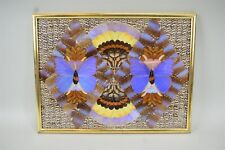 Rainbow Fantasy Gold Leaf Frame South American Butterflies By Native Artists picture