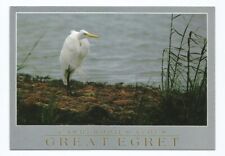 Great Egret Bird Postcard Wildlife picture