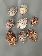 Sea Shell Lot 8 Pieces Cypraea Tigris Mauritania picture