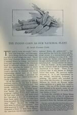 1891 Sweet Corn As the American National Plant illustrated picture