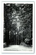Postcard Cathedral Pines, Maine ME Kodak RPPC N9 picture