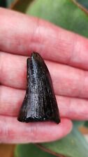 Huge Tylosaurus Mosasaur Tooth Ozan Formation TX Cretaceous Fossil picture