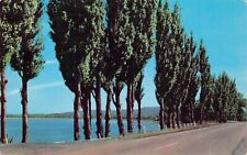 Plattsburgh Ausable Chasm NY New York Hwy Route 9 Poplar Trees Vtg Postcard B65 picture